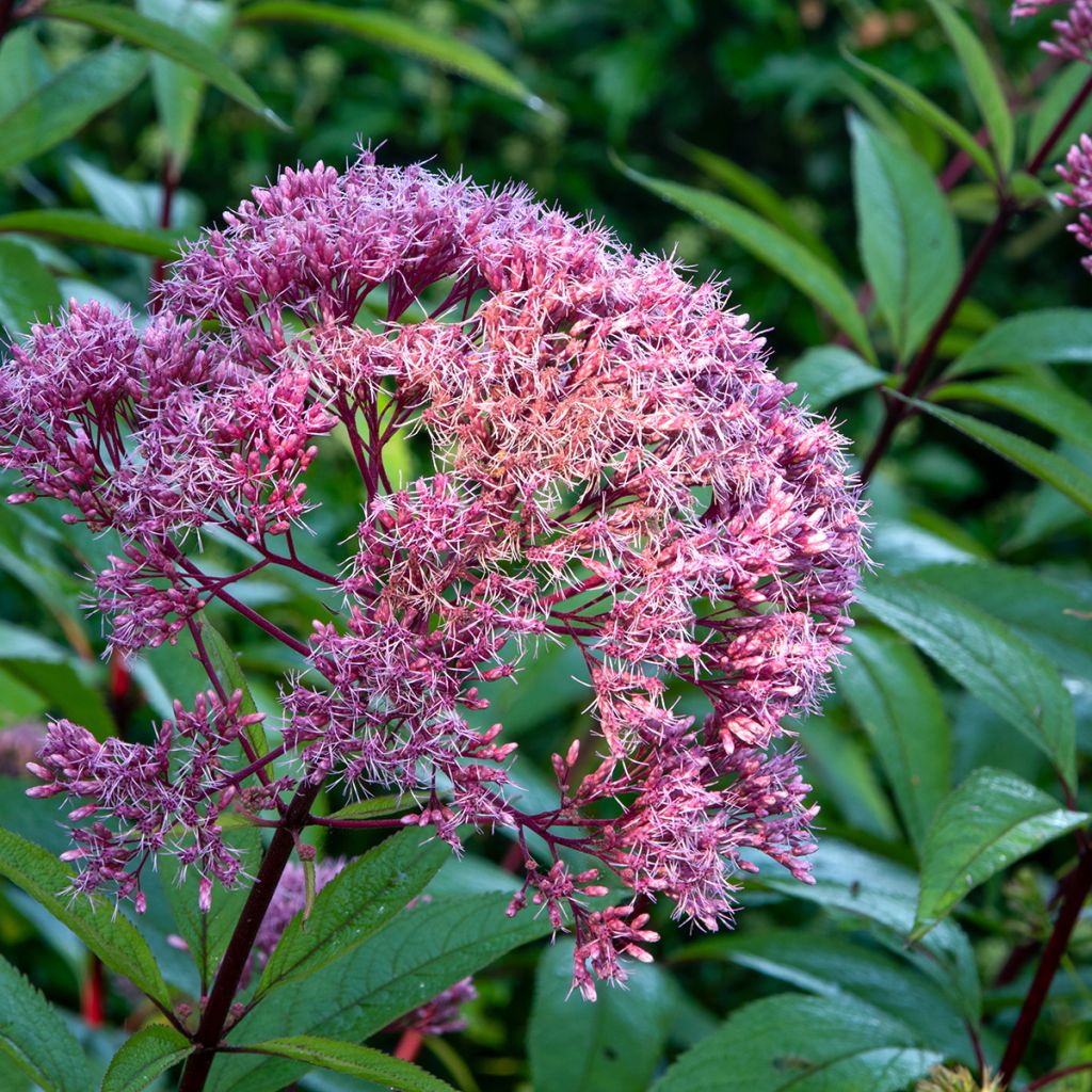 Eupatorium maculatum Atropurpureum