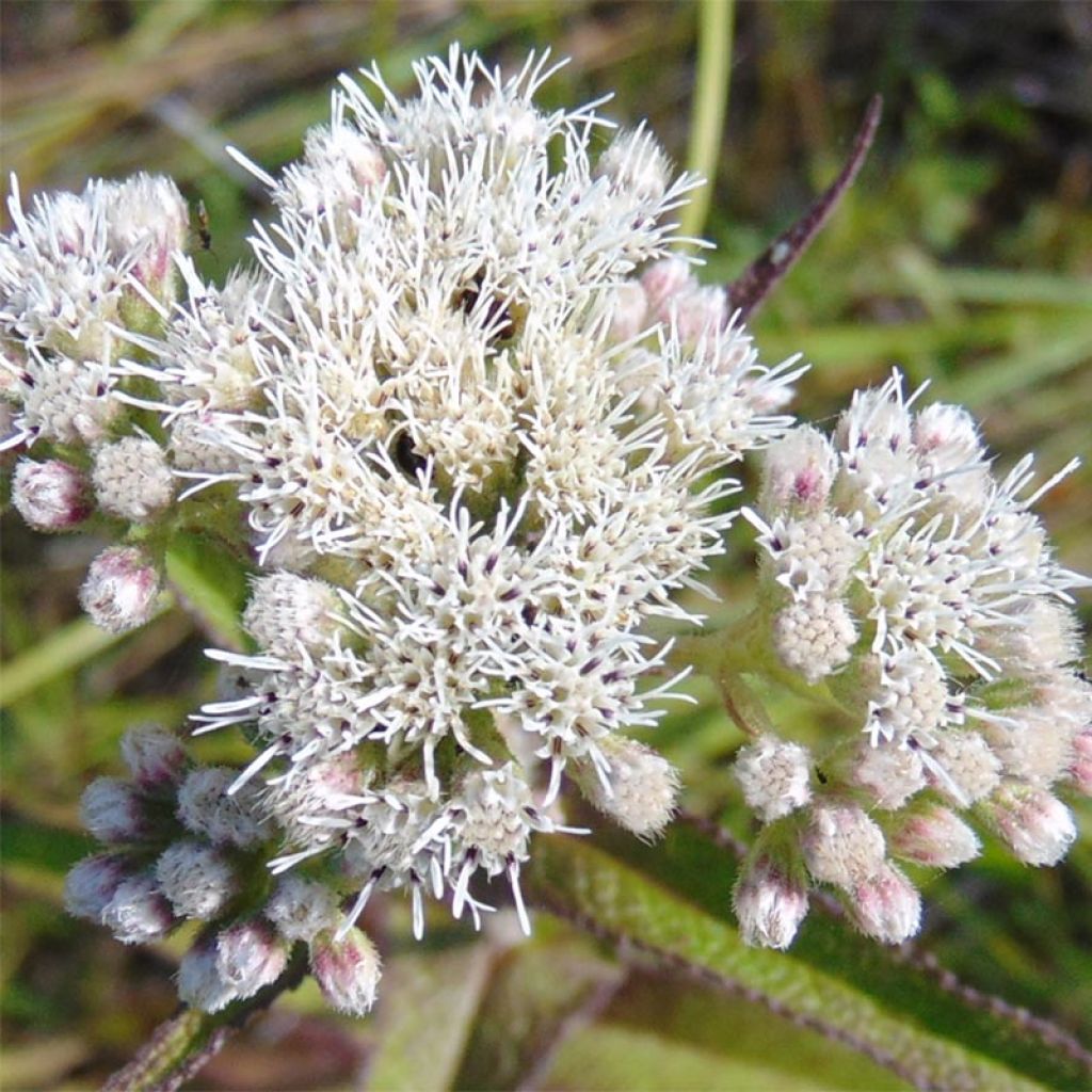 Eupatorium perfoliatum, Eupatoire