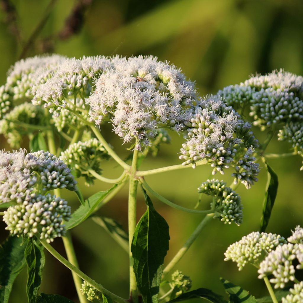 Eupatorium perfoliatum