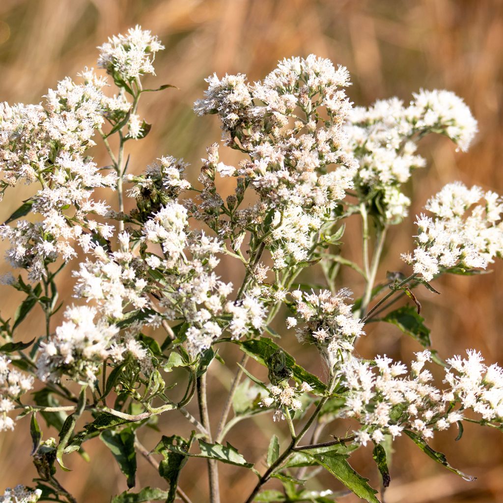 Eupatorium perfoliatum