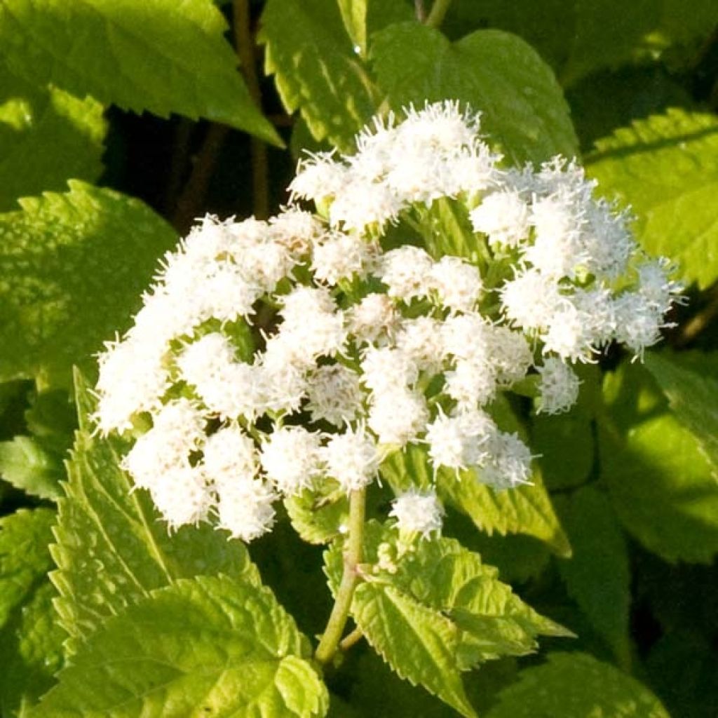 Eupatorium rugosum braunlaub ou Ageratina altissima