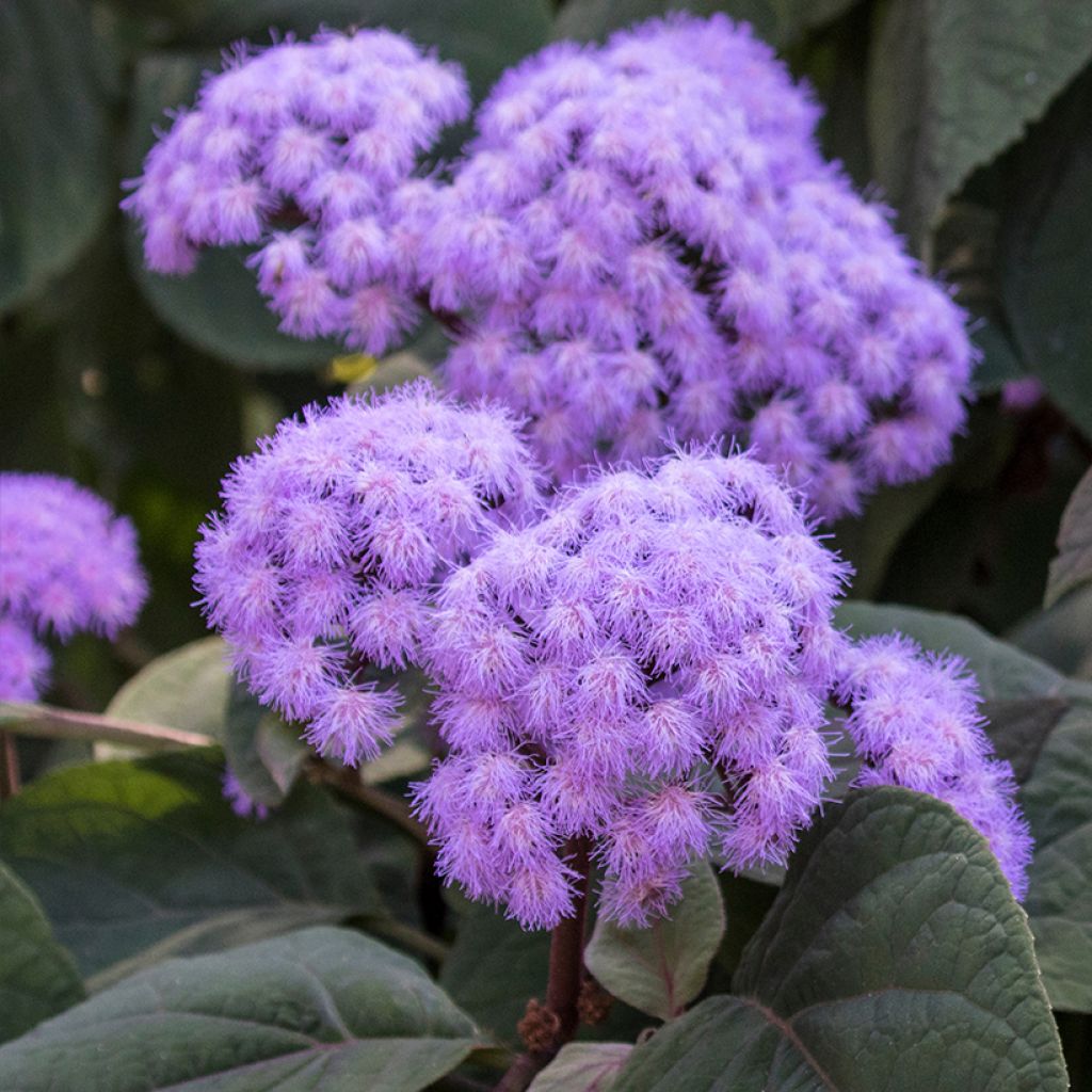 Eupatorium sordidum