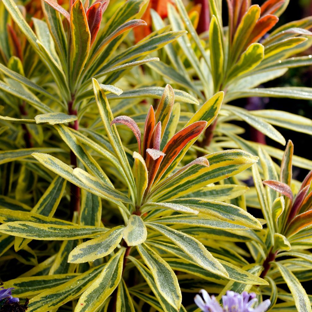 Euphorbia martinii Ascot Rainbow - Lechetrezna