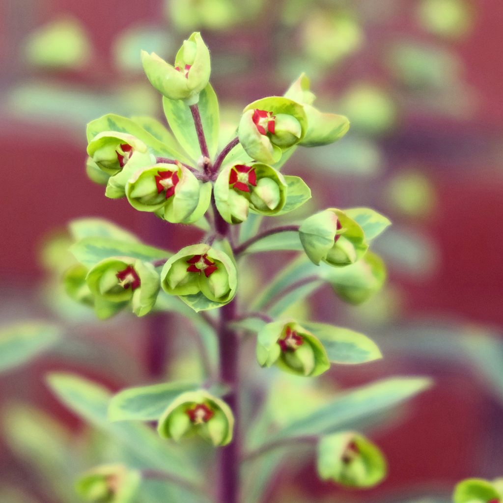 Euphorbia martinii Ascot Rainbow - Lechetrezna