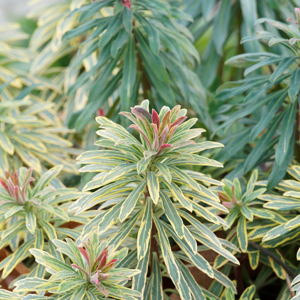 Euphorbia martinii Ascot Rainbow - Lechetrezna