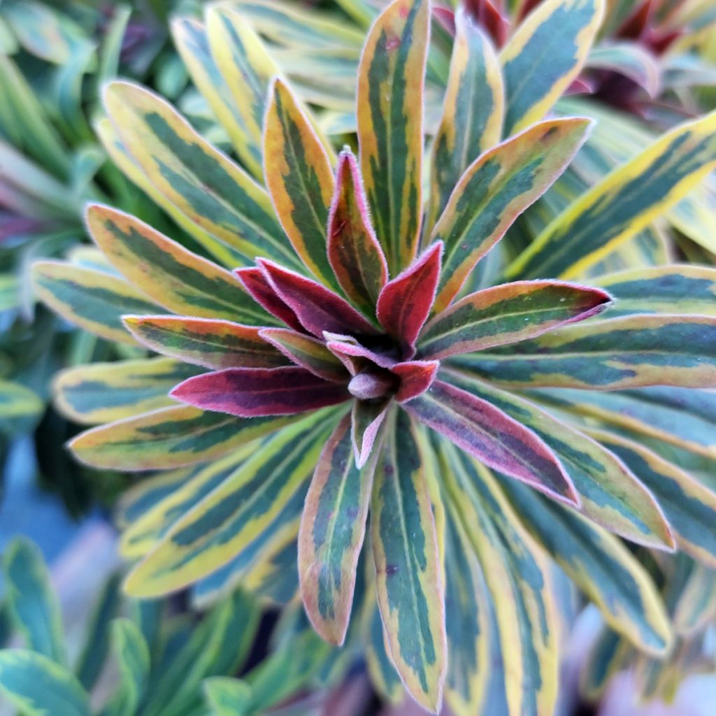 Euphorbia martinii Ascot Rainbow - Lechetrezna