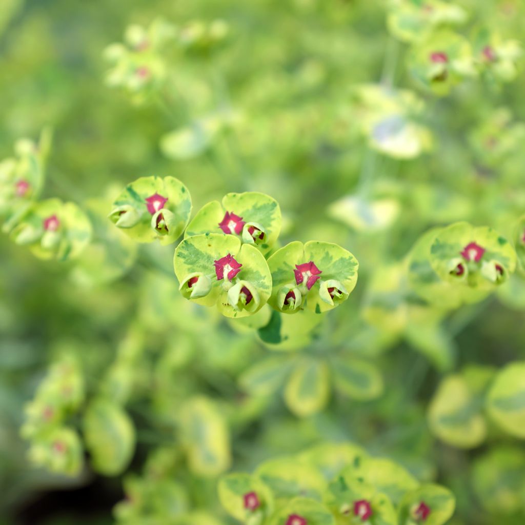 Euphorbia martinii Ascot Rainbow - Lechetrezna