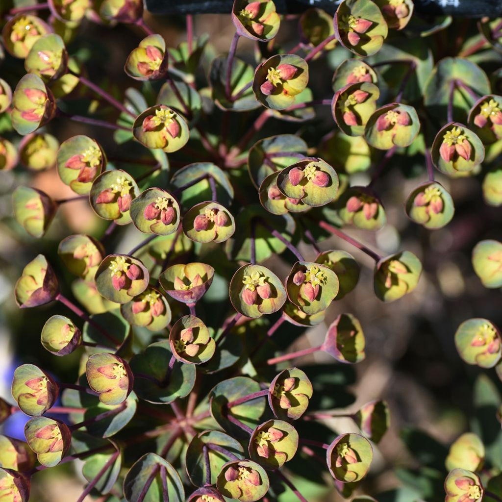 Euforbio mediterráneo Black Bird - Euphorbia characias