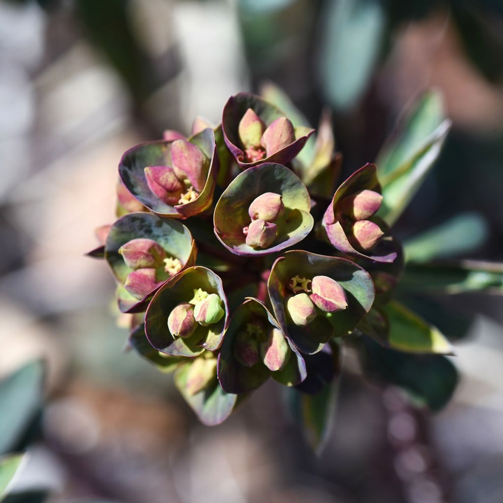 Euforbio mediterráneo Black Bird - Euphorbia characias