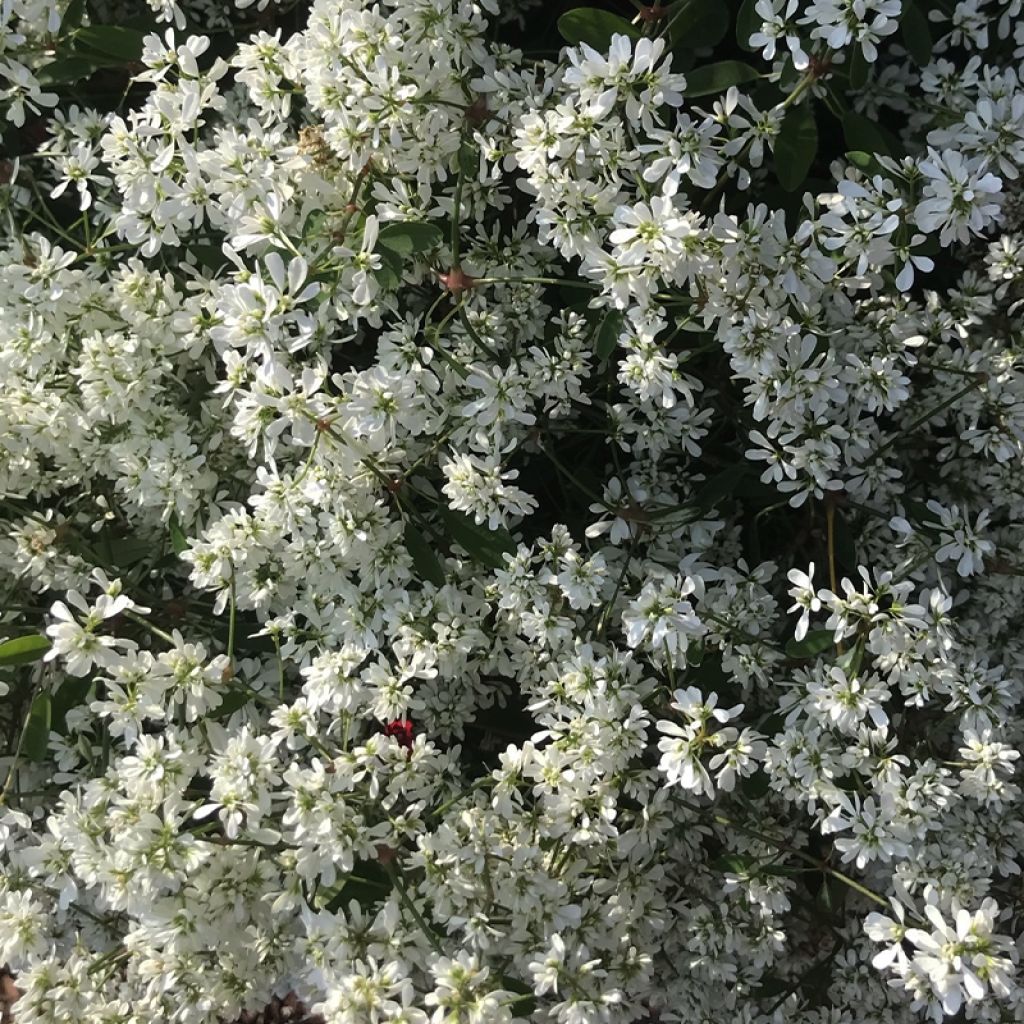 Euphorbe Diamond Snow - Chamaesyce hypericifolia