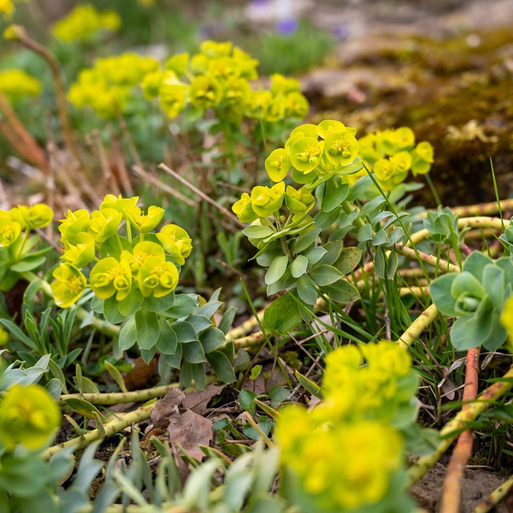 Euphorbia nicaeensis - Lechetrezna de Niza