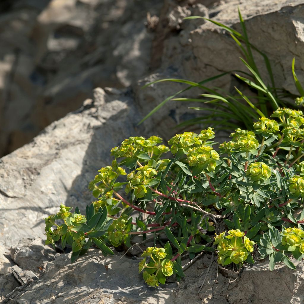 Euphorbia nicaeensis - Lechetrezna de Niza