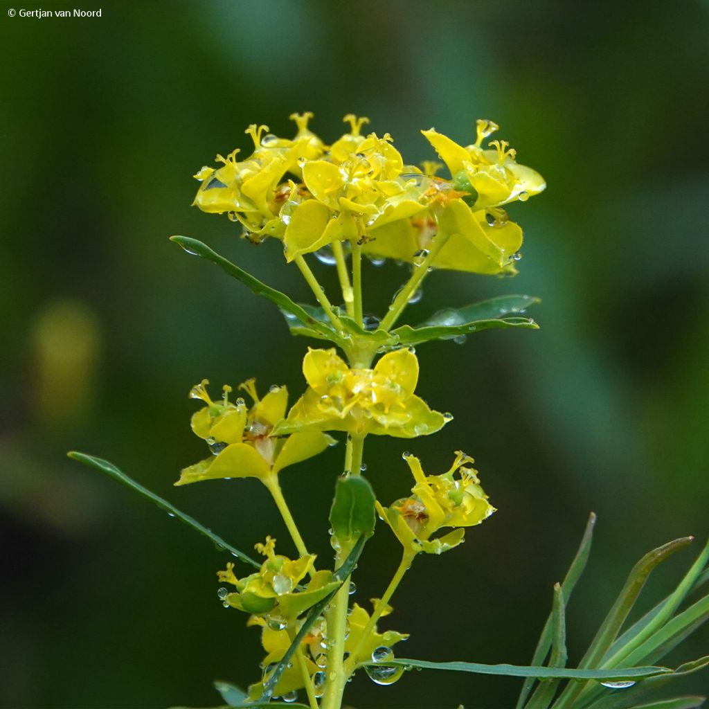 Euphorbe, Euphorbia pseudovirgata