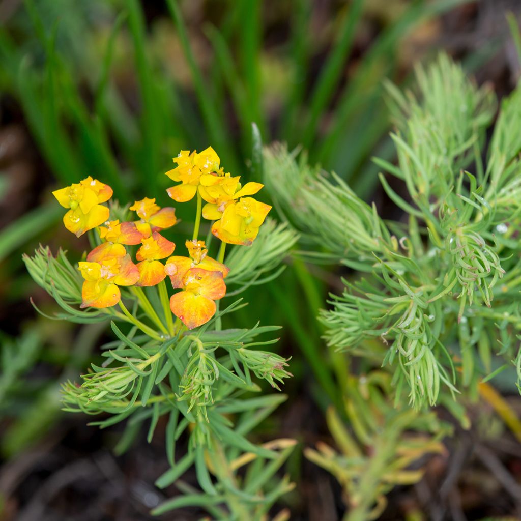 Euphorbia cyparissias - Euforbia ciprés