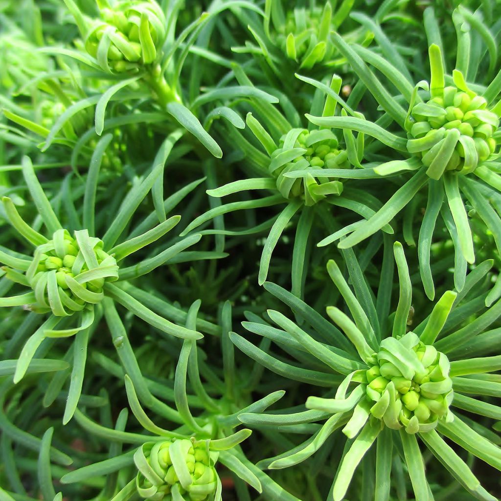 Euphorbia cyparissias - Euforbia ciprés