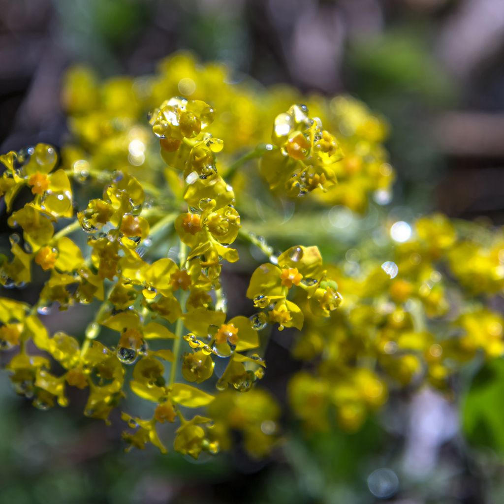 Euphorbia cyparissias - Euforbia ciprés