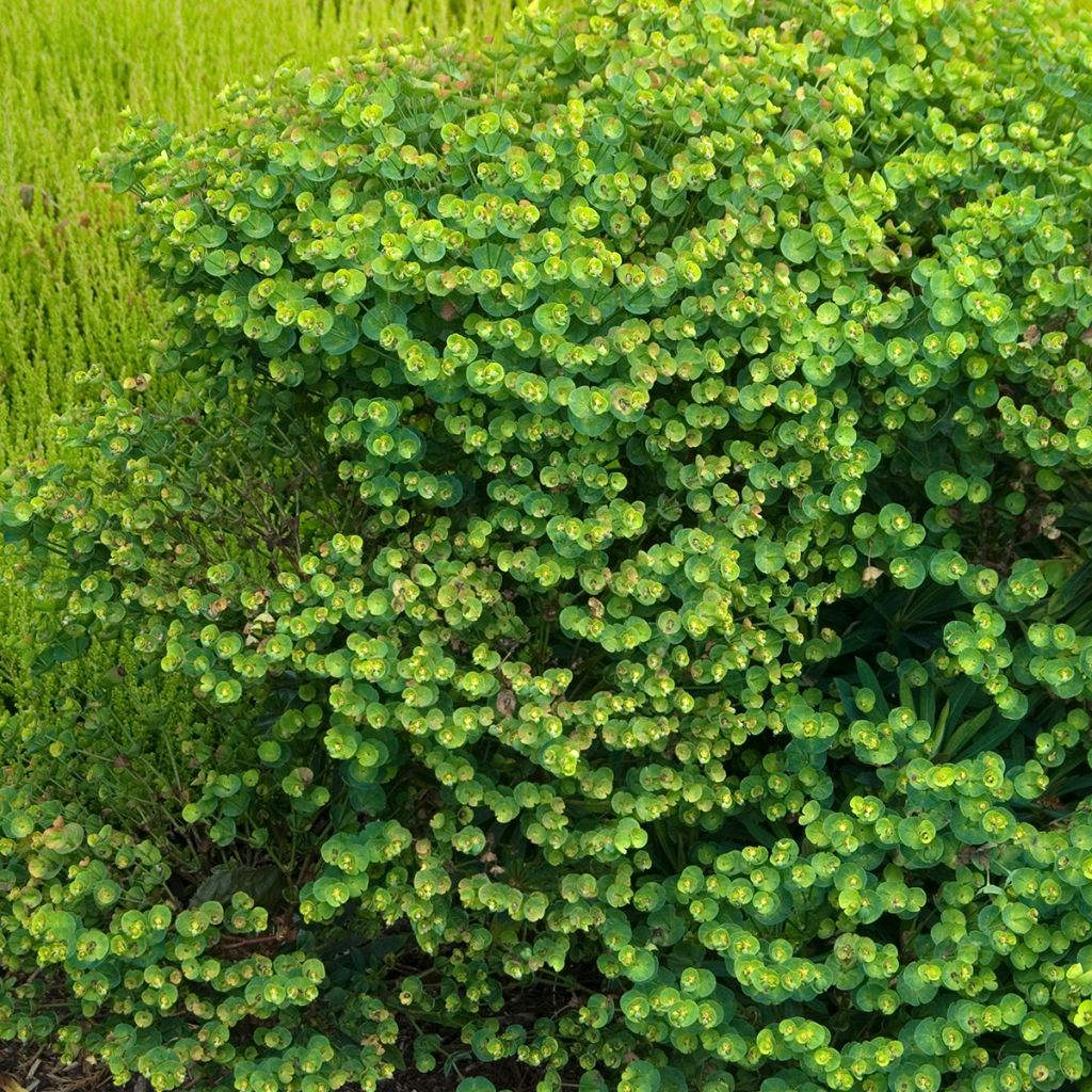 Euphorbia pseudovirgata Redwing - Lechetrezna