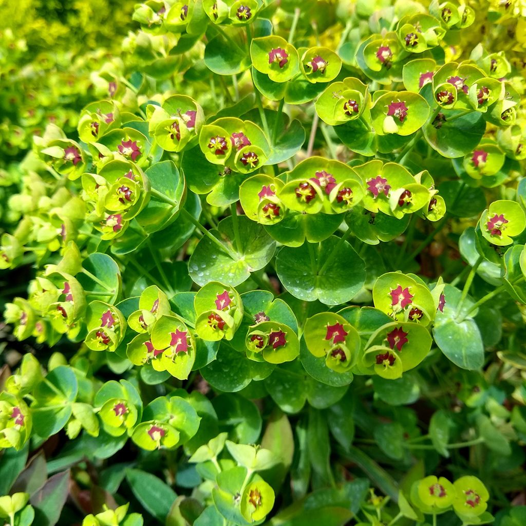 Euphorbia pseudovirgata Redwing - Lechetrezna