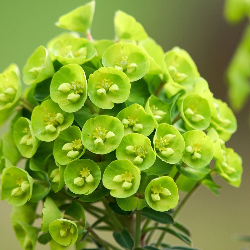 Euphorbia pseudovirgata Redwing - Lechetrezna