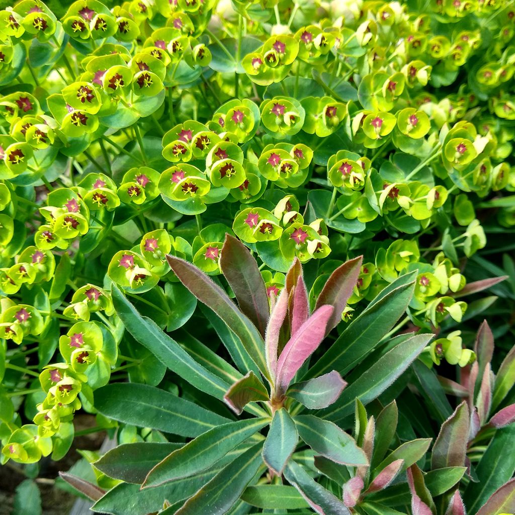 Euphorbia pseudovirgata Redwing - Lechetrezna