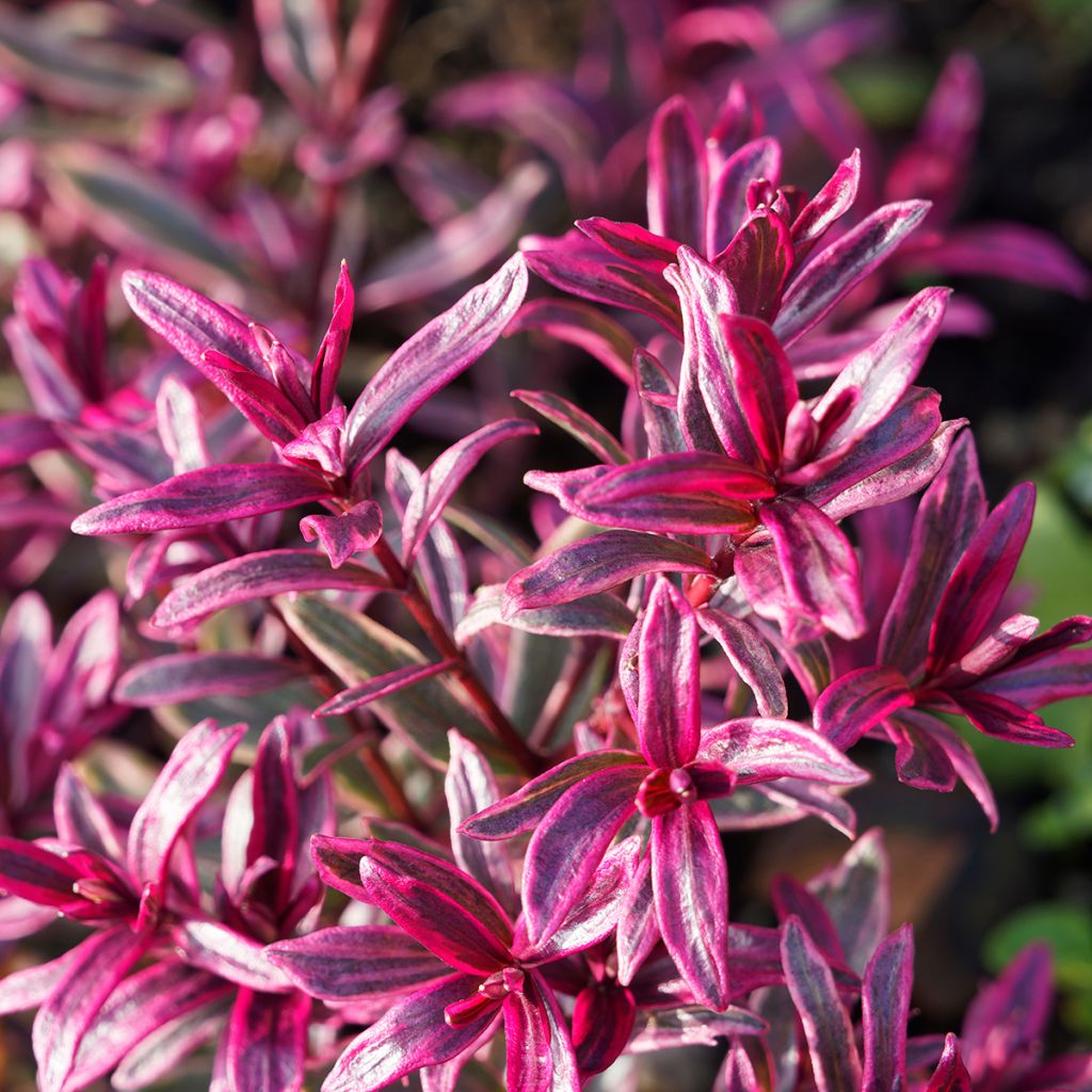 Euforbio - Euphorbia amygdaloïdes Frosted Flame