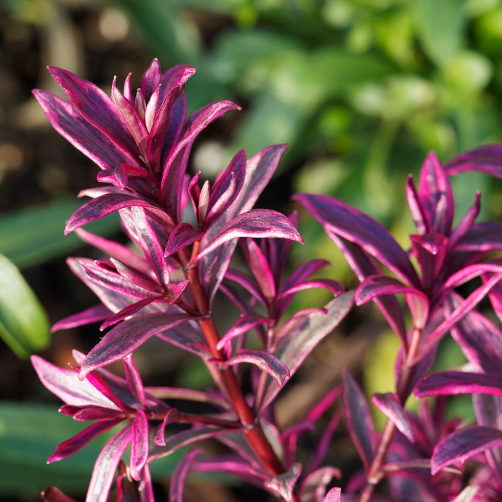 Euforbio - Euphorbia amygdaloïdes Frosted Flame