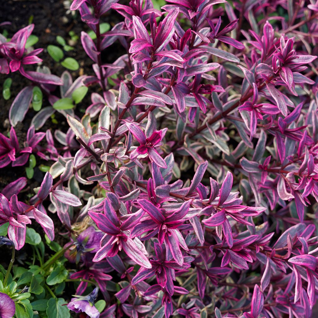 Euforbio - Euphorbia amygdaloïdes Frosted Flame