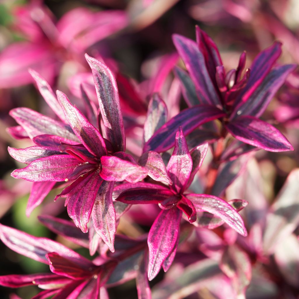 Euforbio - Euphorbia amygdaloïdes Frosted Flame