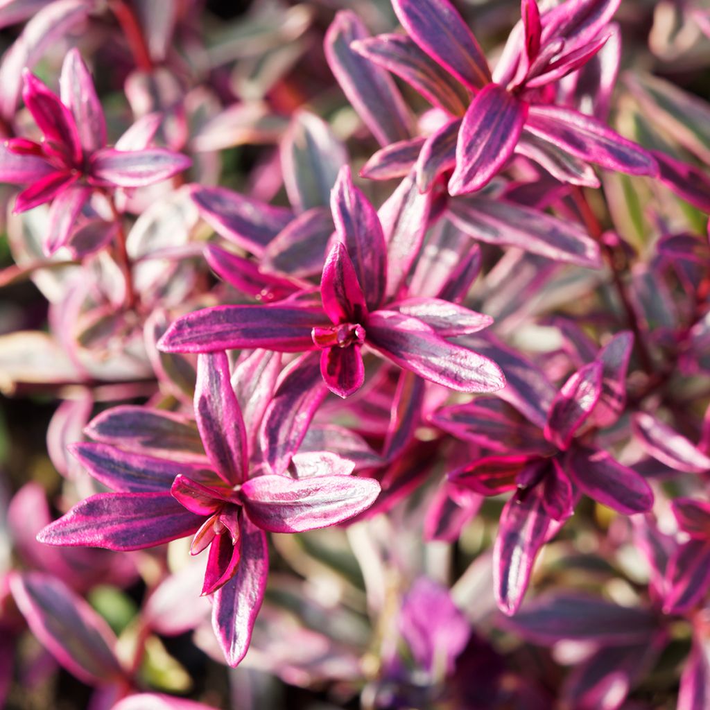 Euforbio - Euphorbia amygdaloïdes Frosted Flame