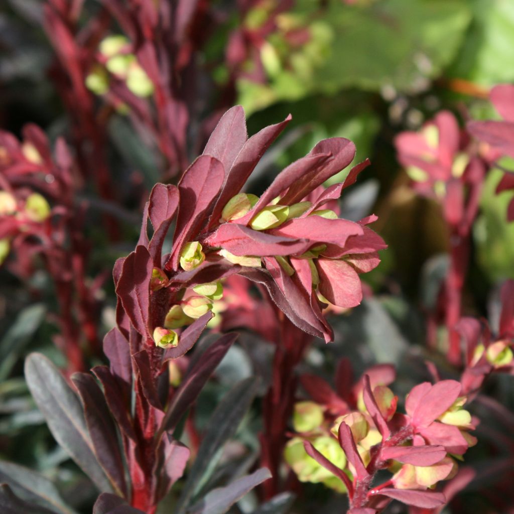 Euforbio - Euphorbia amygdaloides Purpurea