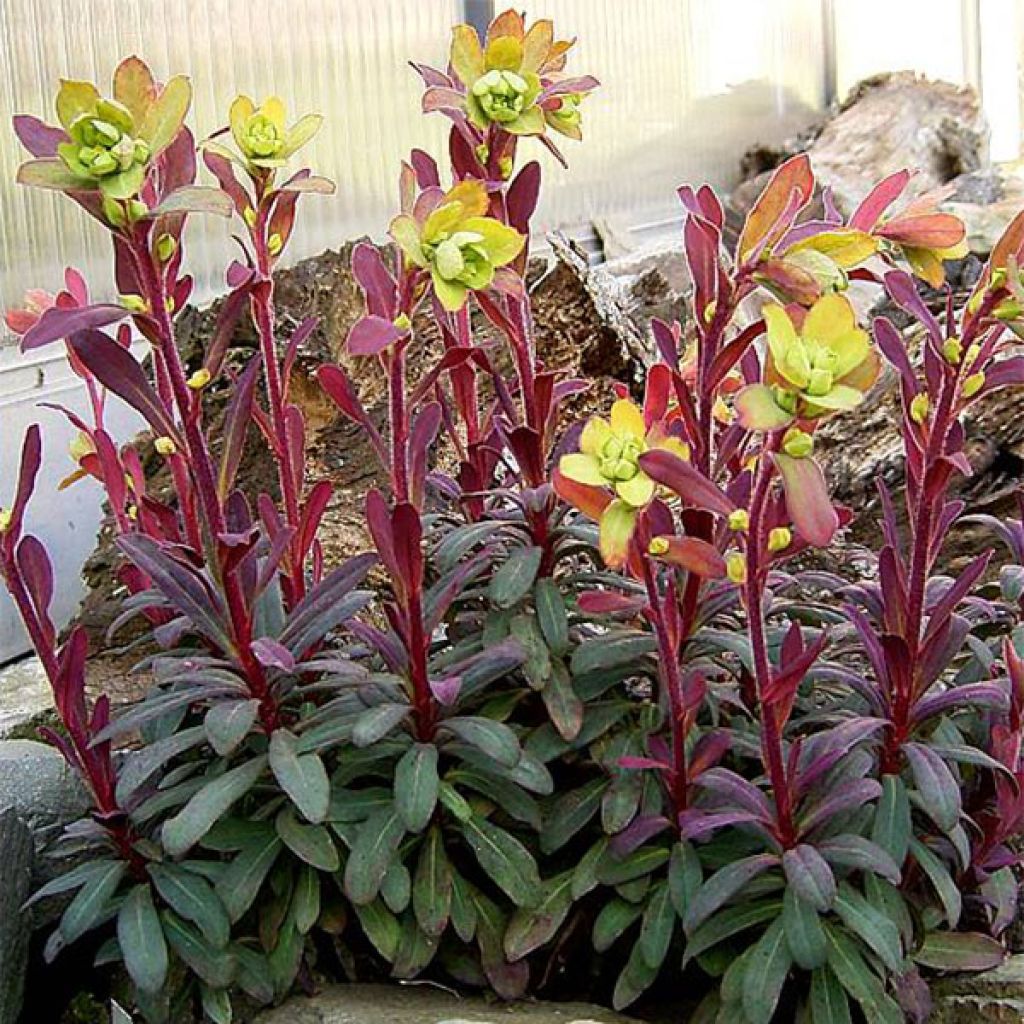 Euforbio - Euphorbia amygdaloides Purpurea