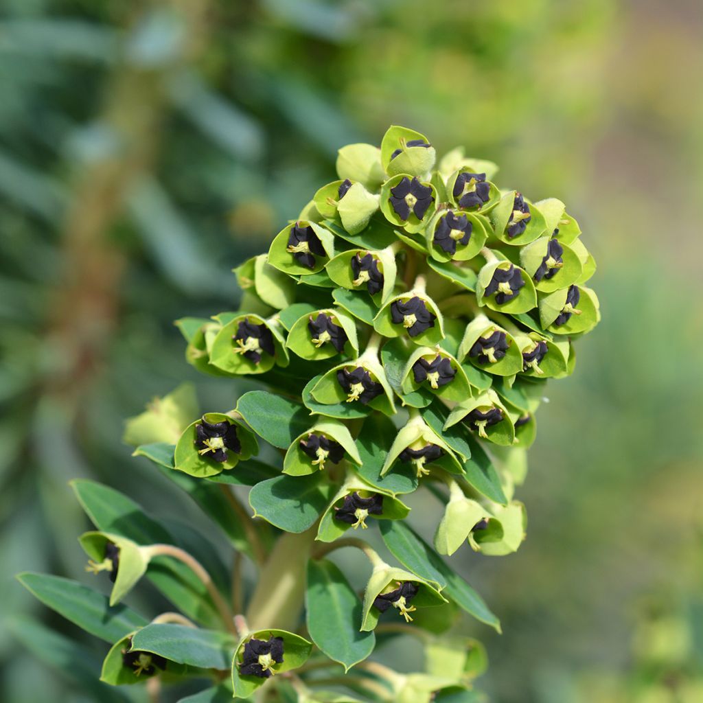 Euforbio mediterráneo Black Pearl - Euphorbia characias