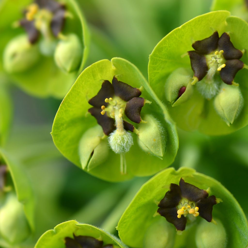 Euforbio mediterráneo Black Pearl - Euphorbia characias