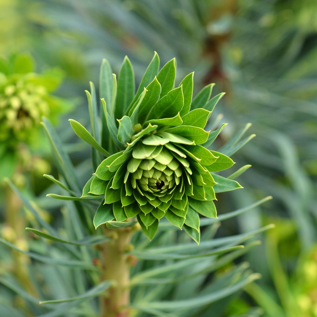 Euforbio mediterráneo Black Pearl - Euphorbia characias