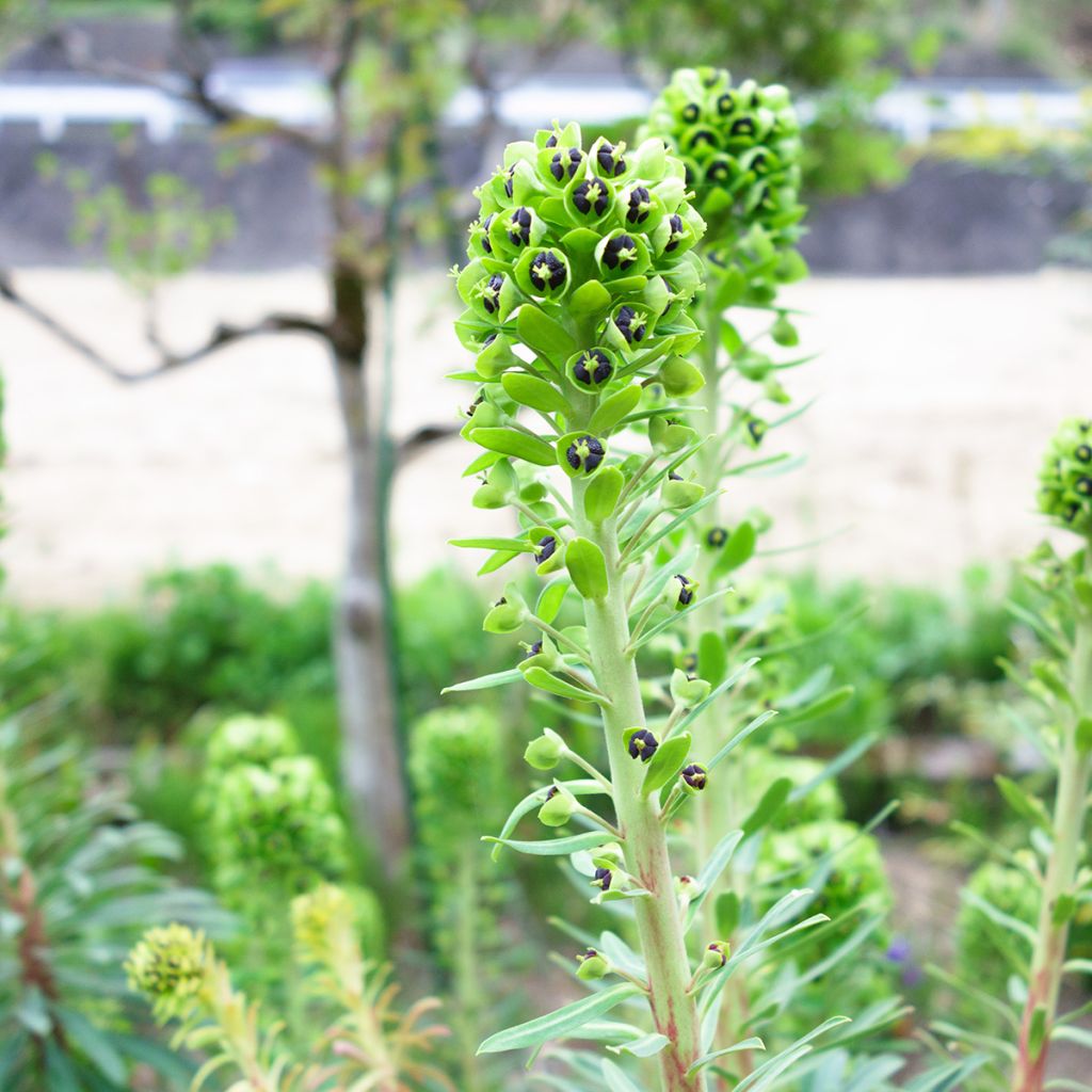 Euforbio mediterráneo Black Pearl - Euphorbia characias