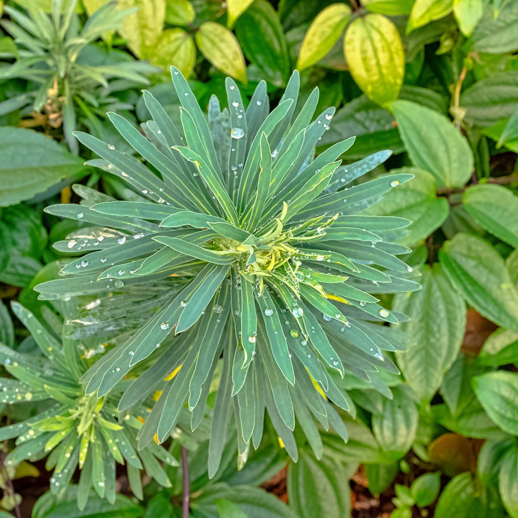 Euforbio mediterráneo Black Pearl - Euphorbia characias