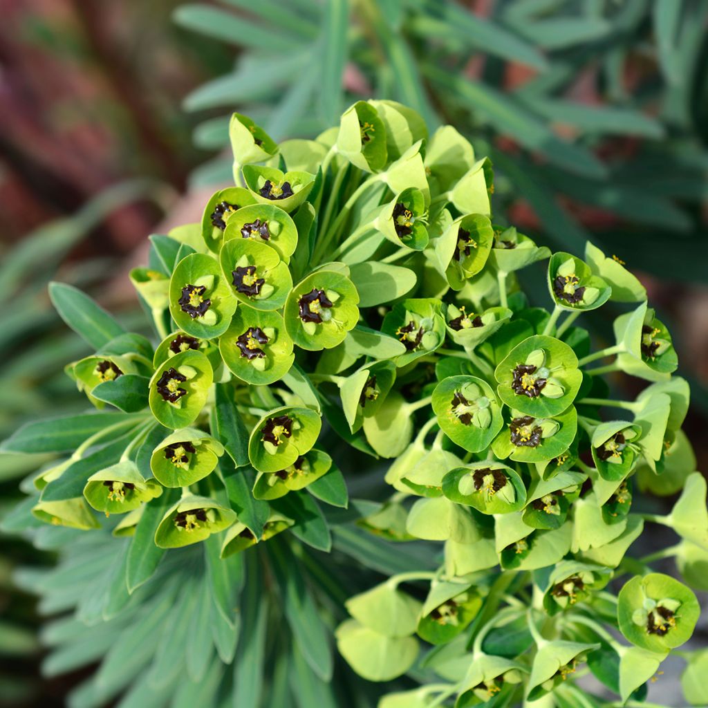 Euforbio mediterráneo Black Pearl - Euphorbia characias