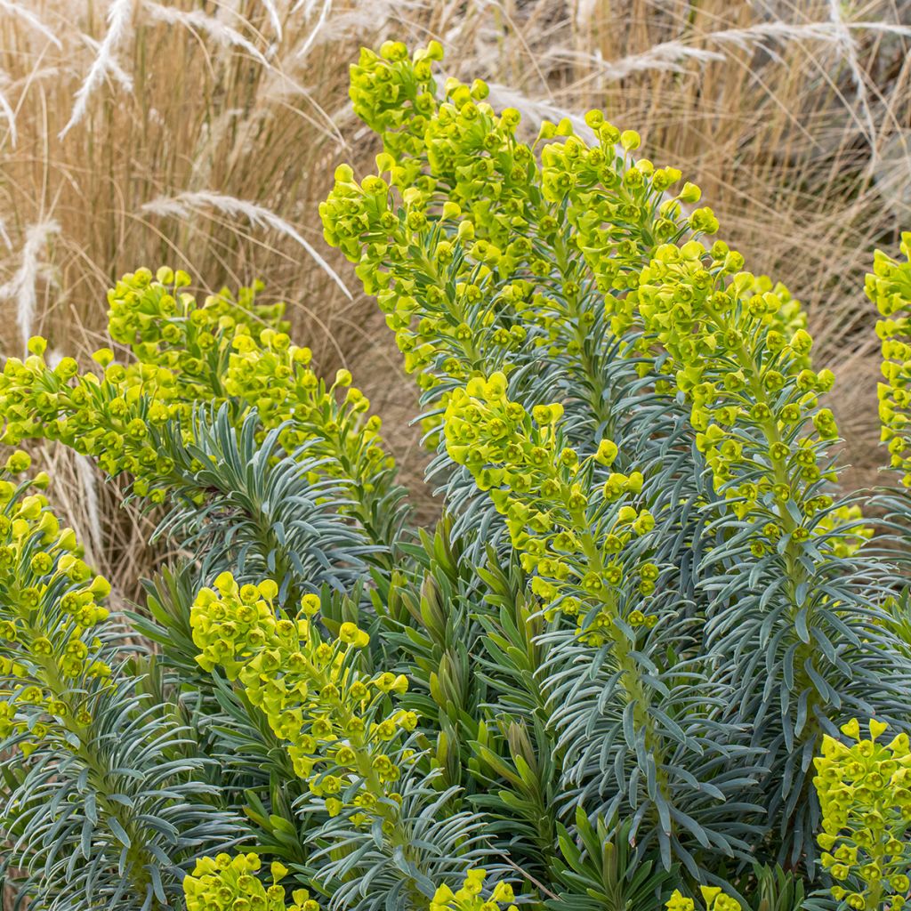 Euforbio mediterráneo Humpty Dumpty - Euphorbia characias