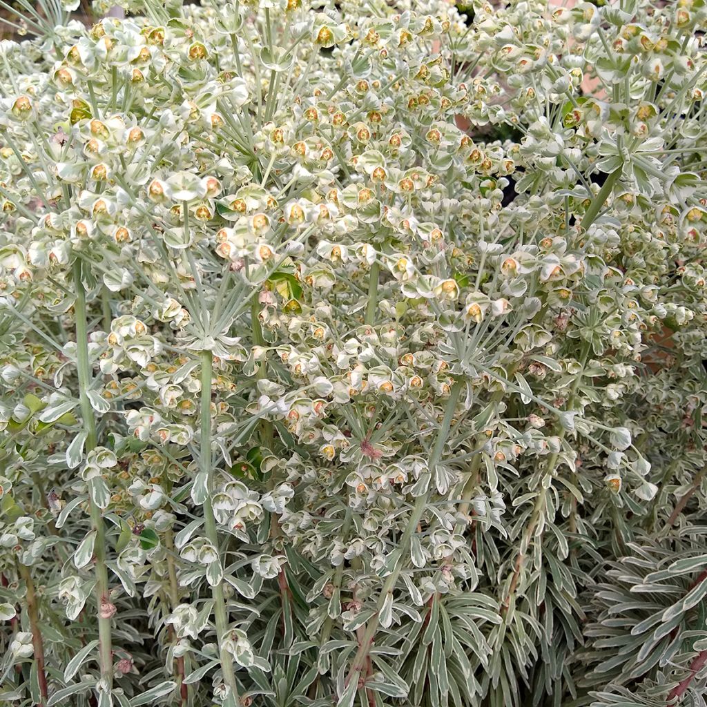 Euforbio mediterráneo Wilcott - Euphorbia characias