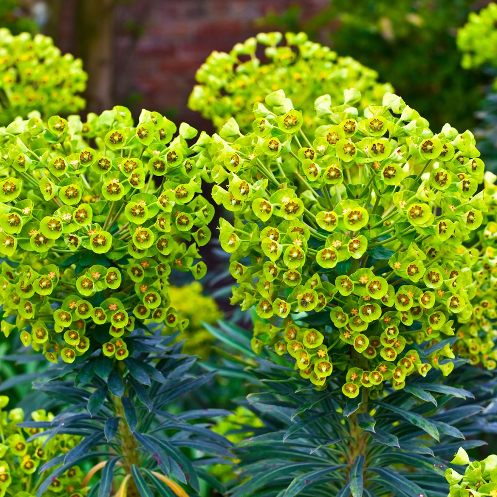 Euforbio mediterráneo ssp. wulfenii - Euphorbia characias