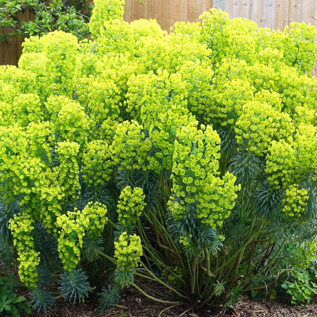 Euforbio mediterráneo ssp. wulfenii - Euphorbia characias