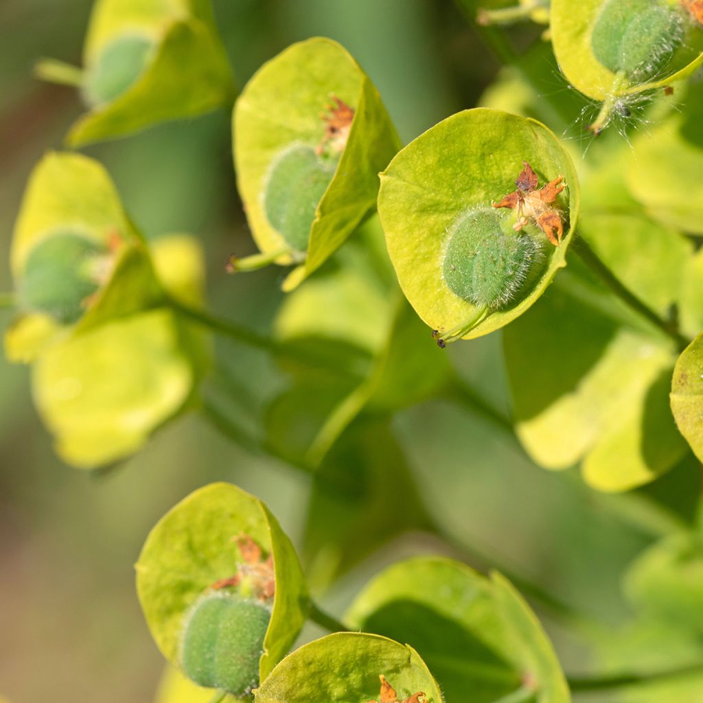 Euforbio mediterráneo ssp. wulfenii - Euphorbia characias