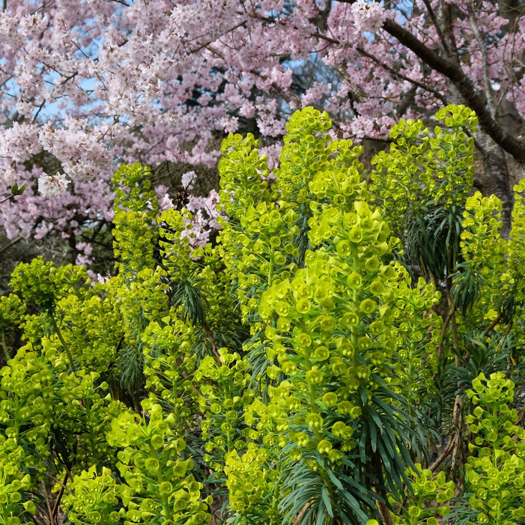 Euforbio mediterráneo ssp. wulfenii - Euphorbia characias