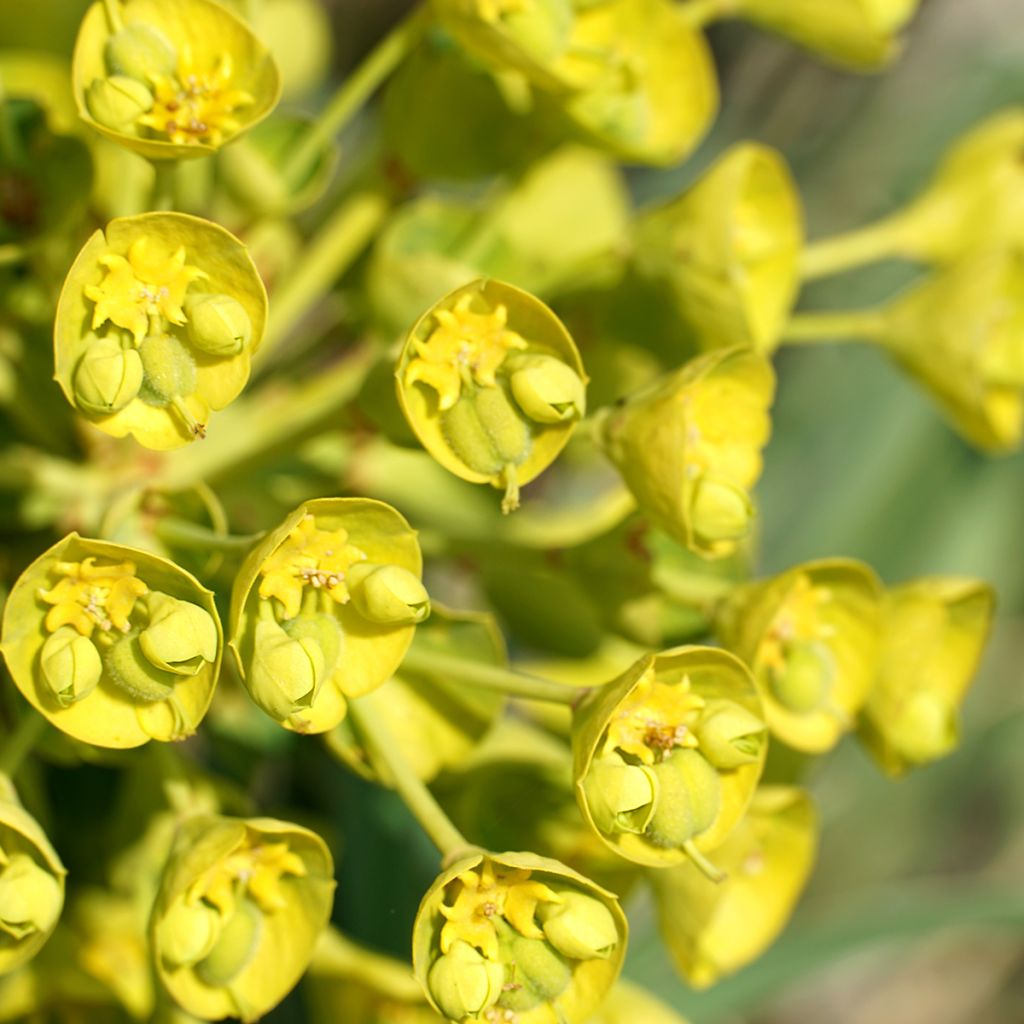 Euforbio mediterráneo ssp. wulfenii - Euphorbia characias