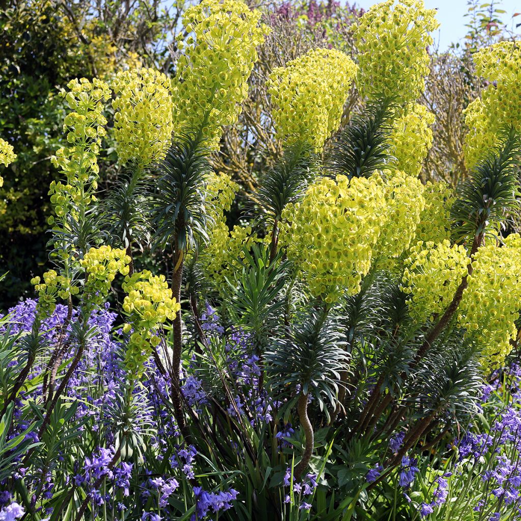 Euforbio mediterráneo ssp. wulfenii - Euphorbia characias