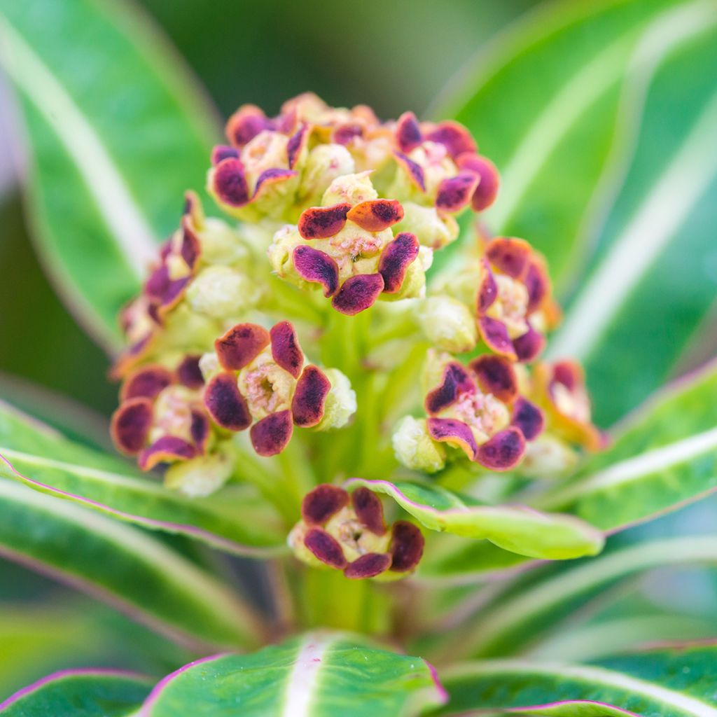 Euphorbia mellifera - Lechetrezna de miel