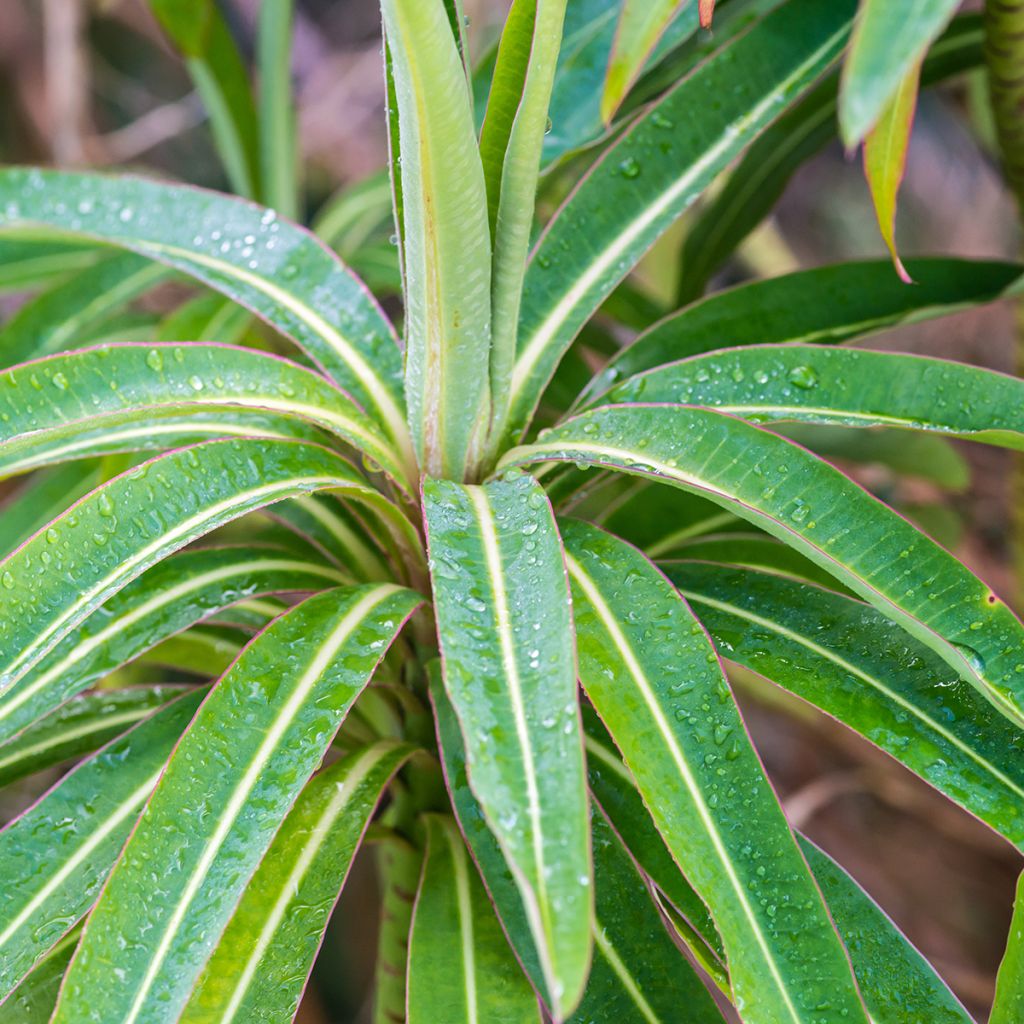 Euphorbia mellifera - Lechetrezna de miel