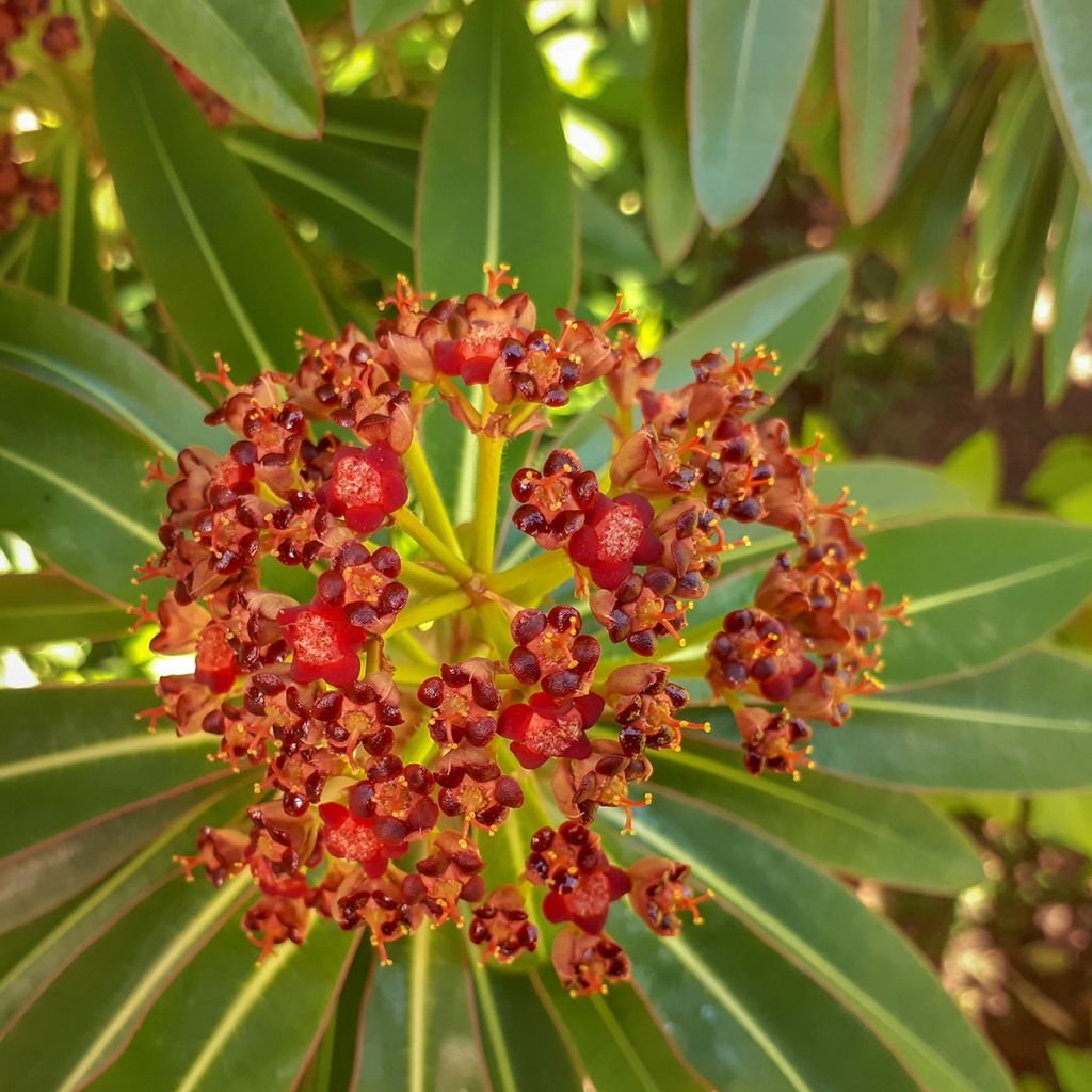 Euphorbia mellifera - Lechetrezna de miel