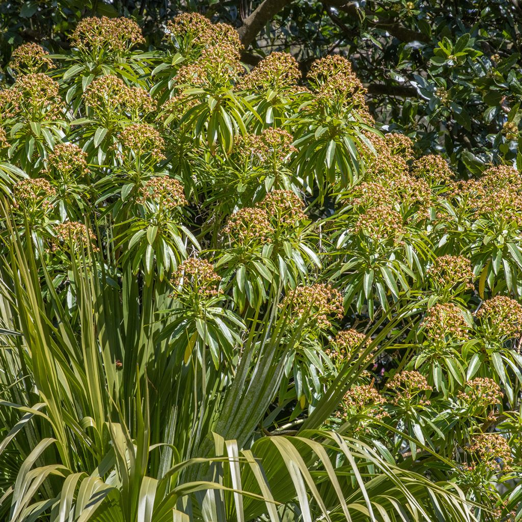 Euphorbia mellifera - Lechetrezna de miel