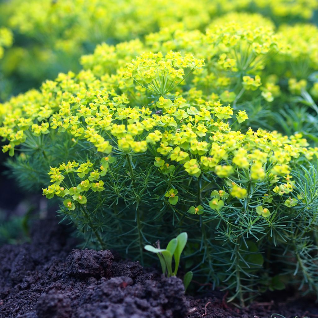 Euphorbia cyparissias Clarice Howard - Euforbia ciprés